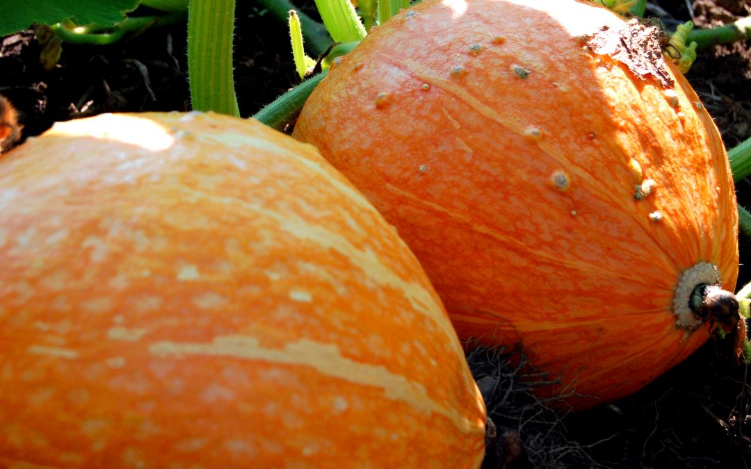 Julia’s Pumpkin Face Mask